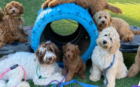 Trained Dogs for Sale: Your Future Well-Behaved Companion Is Just a Click Away