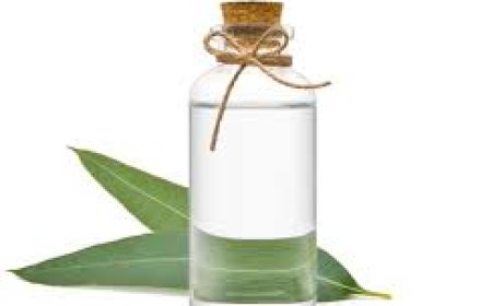 Top Eucalyptus Oil Suppliers for Pure and Natural Extracts