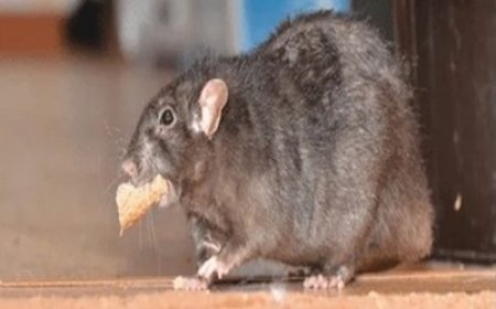 How Seasonal Changes Influence Rat Activity in Perth