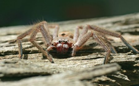 The Hidden Dangers of Ignoring Pest Problems in Your Property