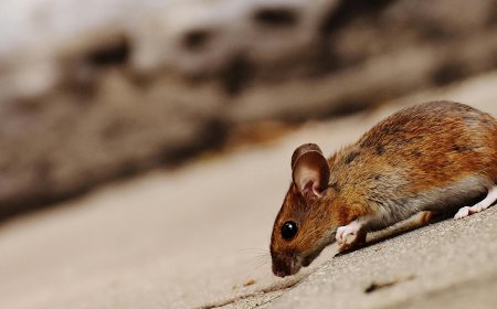 Why DIY Pest Control Isn’t Always the Answer