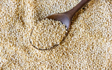 Best Quality Quinoa Seeds in Pakistan – Order Online Today